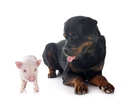 Téléchargez les photos : Cochon miniature rose et rottweiler devant fond blanc - en image libre de droit