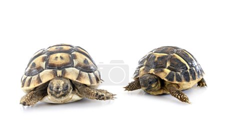 Photo for Greek tortoise  and Hermann s tortoise in front of white background - Royalty Free Image