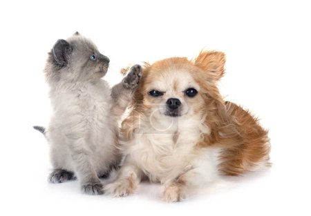 Photo for Siamese kitten and chihuahua in front of white background - Royalty Free Image