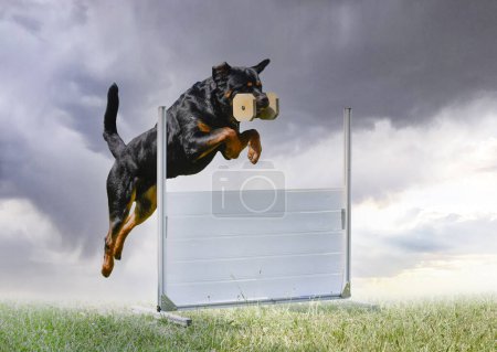 Téléchargez les photos : Rottweiler entraînement pour l'obéissance discipline dans la nature - en image libre de droit
