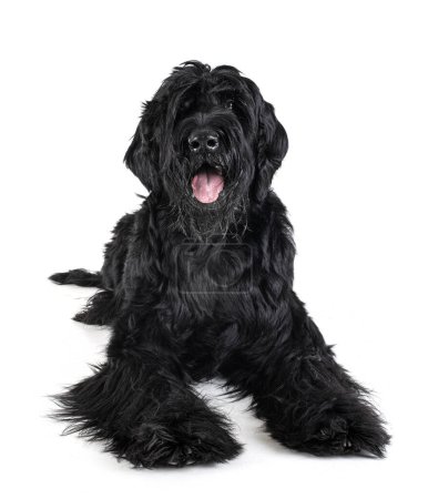 Photo for Giant Schnauzer in front of white background - Royalty Free Image