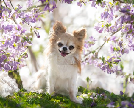 Photo for Little chihuahua posing in the nature in summer - Royalty Free Image