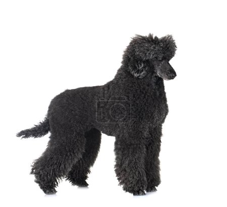Photo for Standard black poodle in front of white background - Royalty Free Image