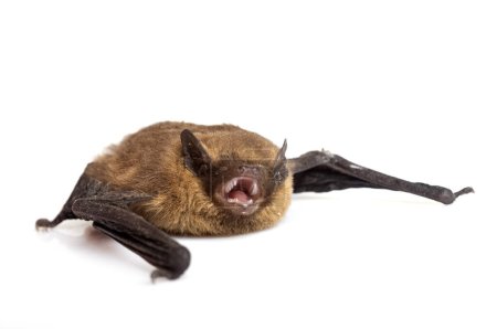 Téléchargez les photos : Pipistrellus pipistrellus devant fond blanc - en image libre de droit
