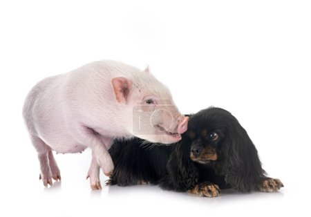 Téléchargez les photos : Cavalier roi charles et cochon devant fond blanc - en image libre de droit