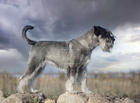Photo for Standard Schnauzer staying in the nature in winter - Royalty Free Image