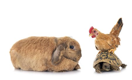 Foto de Tortuga conejo, y pollo en frente de fondo blanco - Imagen libre de derechos