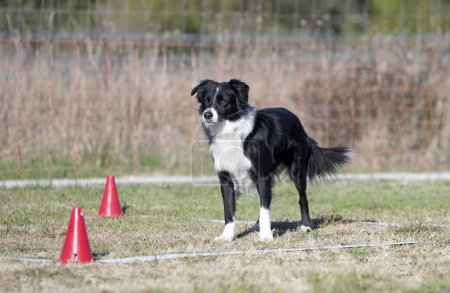 Foto de Entrenamiento de perros para la disciplina de obediencia con un collie fronterizo - Imagen libre de derechos