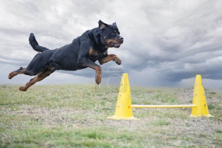 Photo for Training for a rottweiler on a fence for obedience discipline - Royalty Free Image