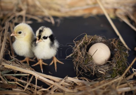 Foto de Nido, huevo y polluelo delante de fondo oscuro - Imagen libre de derechos