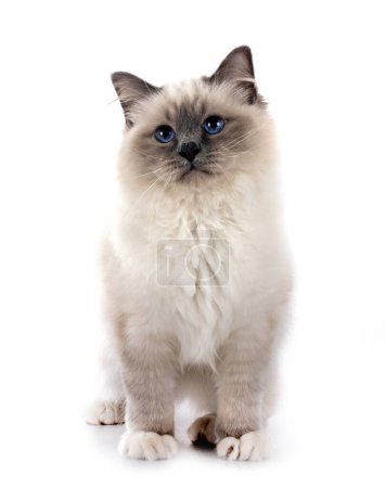 Photo for Birman cat in front of white background - Royalty Free Image