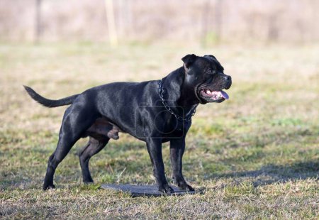 Téléchargez les photos : Dressage de chien pour la discipline d'obéissance avec un staff - en image libre de droit