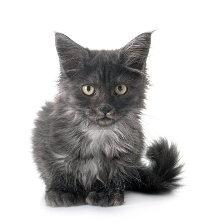 Photo for Maine coon kitten in front of white background - Royalty Free Image