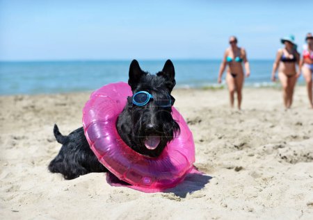 Téléchargez les photos : Terrier écossais avec un anneau en caoutchouc devant fond marin - en image libre de droit