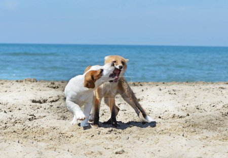 Téléchargez les photos : Jeune renard et jack russel terrier jouer sur la plage - en image libre de droit