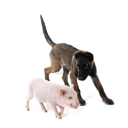 Foto de Rosa miniatura cerdo y cachorro malcom en frente de fondo blanco - Imagen libre de derechos