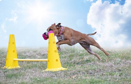Photo for Staffordshire bull terrier jumping a fance for obedience discipline - Royalty Free Image