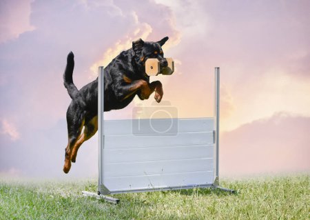 Téléchargez les photos : Rottweiler entraînement pour l'obéissance discipline dans la nature - en image libre de droit