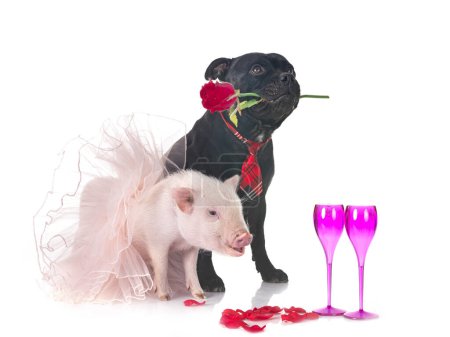 Téléchargez les photos : Cochon miniature rose et le personnel en face de fond blanc - en image libre de droit
