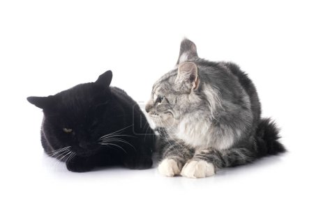 Foto de Maine coon gatito y negro gato en frente de blanco fondo - Imagen libre de derechos