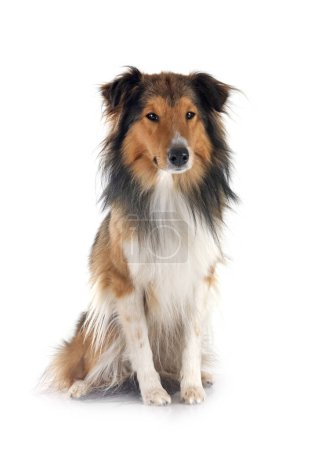 Photo for Shetland Sheepdog in front of white background - Royalty Free Image