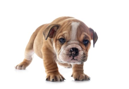 Foto de Cachorro inglés bulldog en frente de fondo blanco - Imagen libre de derechos