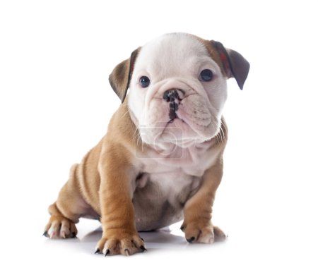 Foto de Cachorro inglés bulldog en frente de fondo blanco - Imagen libre de derechos