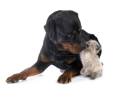 Téléchargez les photos : Chaton siamois et rottweiler devant fond blanc - en image libre de droit