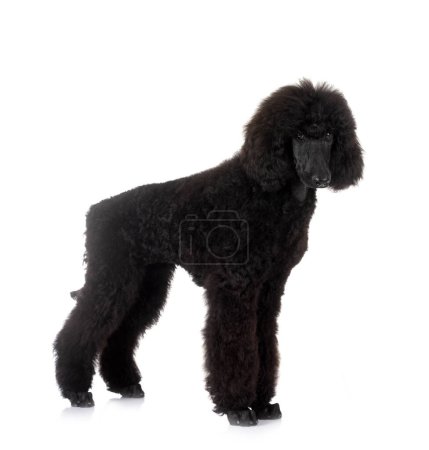 Photo for Black standard poodle in front of white background - Royalty Free Image