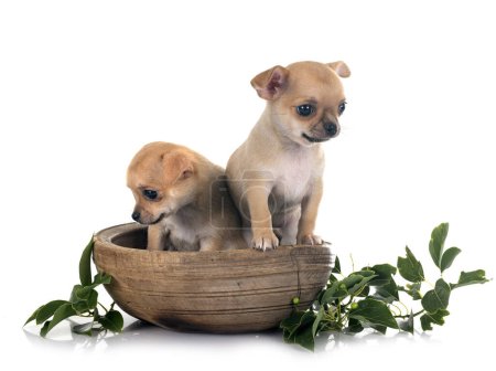 Photo for Little chihuahuas in front of white background - Royalty Free Image