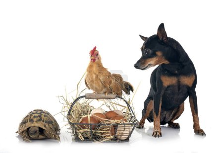 Photo for Chicken, pinscher and turtle in front of white background - Royalty Free Image