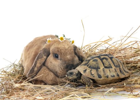 Foto de Conejo y tortuga delante de fondo blanco - Imagen libre de derechos