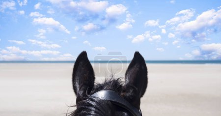 Photo for Riding girl and her stallion on the beach - Royalty Free Image