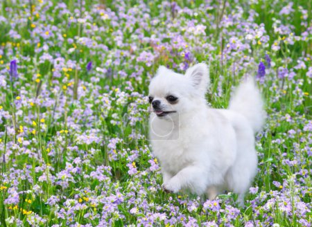 Téléchargez les photos : Chihuahua pure race dans un jardin au printemps - en image libre de droit