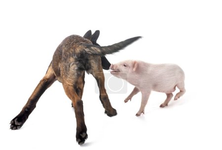 Photo for Pink miniature pig and puppy malinois in front of white background - Royalty Free Image