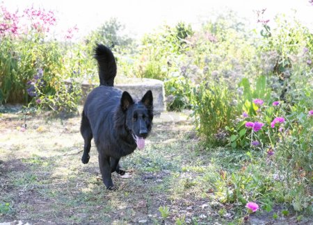 Schwarzer Schäferhund läuft in der Natur