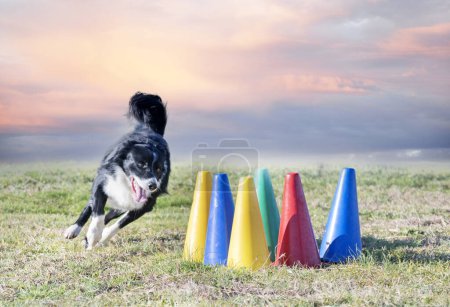 Téléchargez les photos : Dressage de chien pour la discipline d'obéissance avec un collie frontière - en image libre de droit
