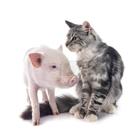 Téléchargez les photos : Cochon miniature rose et chat coon maine devant fond blanc - en image libre de droit