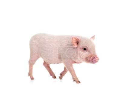 cerdo miniatura rosa delante de fondo blanco