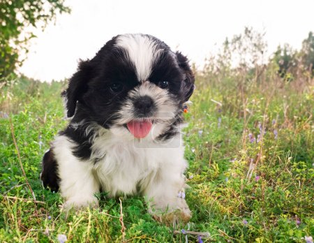 Photo for Puppy shih tzu in front of nature background - Royalty Free Image
