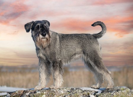 Photo for Standard Schnauzer staying in the nature in winter - Royalty Free Image