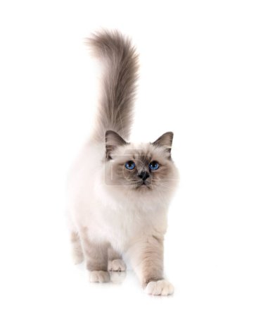 Photo for Birman cat in front of white background - Royalty Free Image