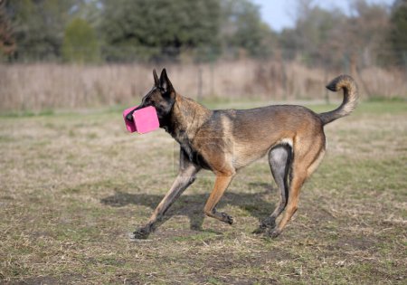 malinois  training  for obedience discipline in the nature