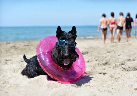 Schottischer Terrier mit einem Gummiring vor Meereshintergrund