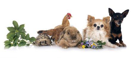 Kaninchen, Hunde und Hühner vor weißem Hintergrund