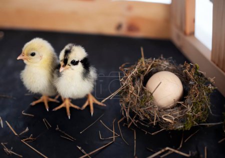Photo for Nest, egg and chick in front of dark background - Royalty Free Image