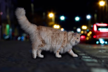 Foto de Bosque noruego gato en frente de la ciudad fondo - Imagen libre de derechos