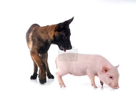 pink miniature pig and puppy malinois in front of white background