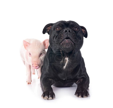 Foto de Cerdo miniatura rosa y staffy delante de fondo blanco - Imagen libre de derechos