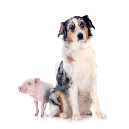 pink miniature pig and australian shepherd in front of white background